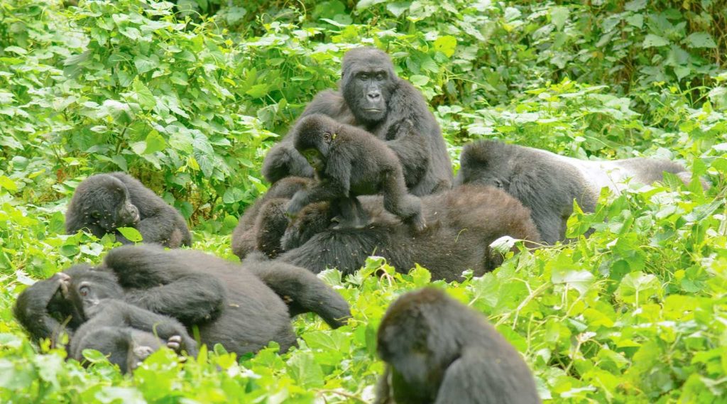 Bwindi Gorilla Family