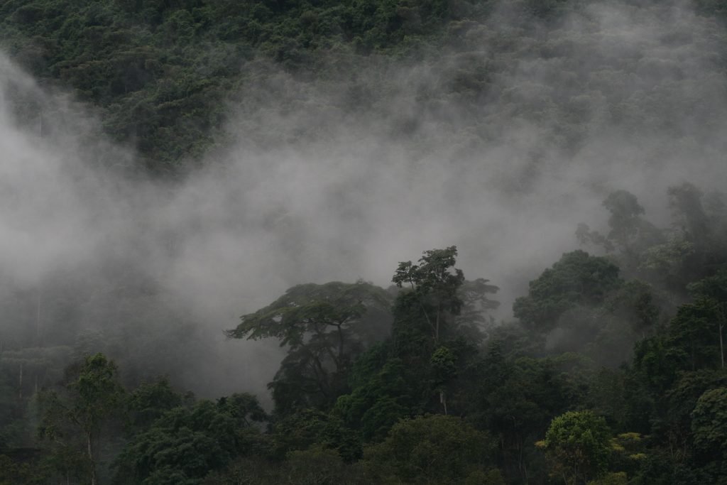 Bwindi Forest