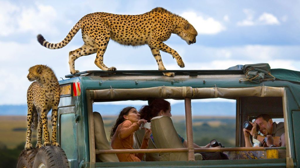 Cheetah on Safari Vehicle