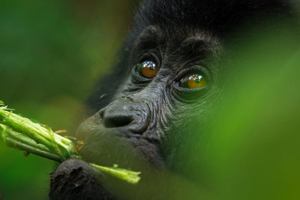 Bwindi Forest Gorilla