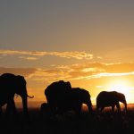 east-africa-safari-