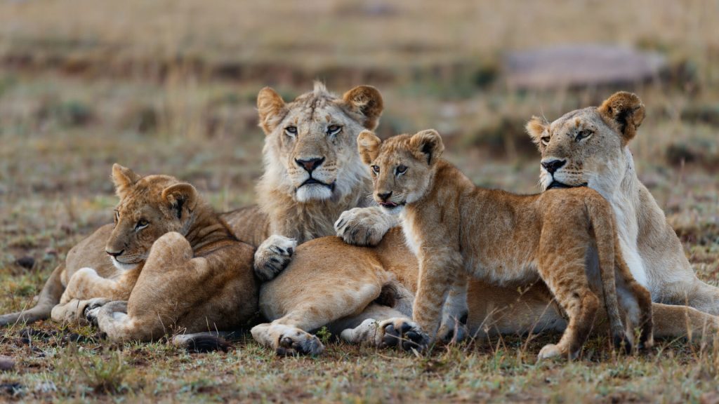 African Lions in Masai Mara National Park